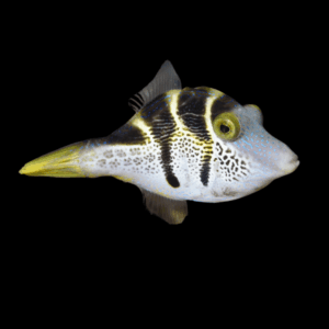 Mimic Valentini File Fish Paraluteres Prionurus