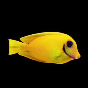 Mimic Heraldi Tang Acanthurus Pyroferus