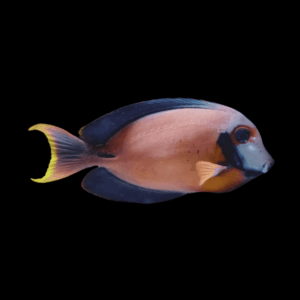 Mimic Tang Acanthurus Pyroferus
