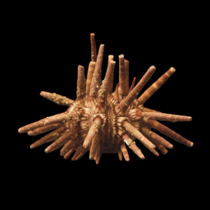 Mine Sea Urchin Eucidaris Tribuloides