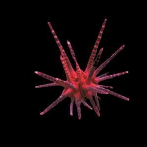 Mine Sea Urchin Red Banded Eucidaris Metularia