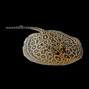 Freshwater Mini Marble Motoro Stingray Potamotrygon Motoro 20cm