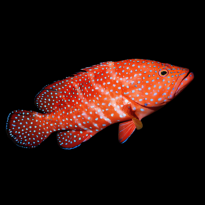 Miniatus Grouper Cephalophalis Miniata