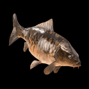 10 x Mirror Carp Cyprinus Carpio