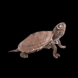 Mississippi Map Turtle Pseudogergraphca Kohnii Juvenile 5cm