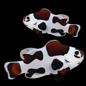 Mocha Storm Clownfish Amphiprion Ocellaris Pair