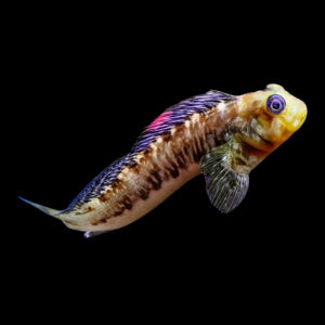 Molly Miller blenny Scartella Cristata