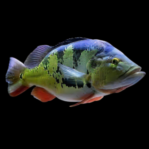 Monoculus Peacock Bass - Cichla Monoculus
