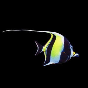 Moorish Idol Zanclus Cornutus