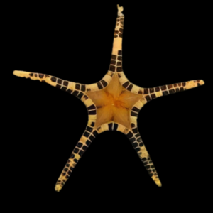 Mosaic Starfish Iconaster Longimanus
