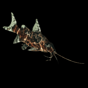 Mottled Upside Down Catfish Synodontis Nigriventris 3cm