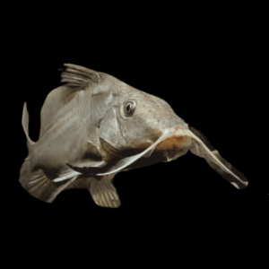 Moustache Catfish Hemisynodontis Membranaceus 10cm