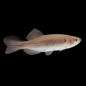 Moustached Danio Danio Danglia 4cm