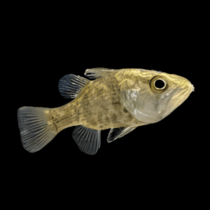 Mouth Almighty Glossamia Aprion 5cm