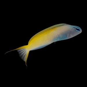 Mozambique Blenny Meiacanthus Mossambicus