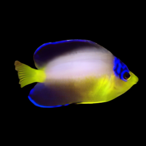 Multicolour Dwarf Angelfish Centropyge Multicolor