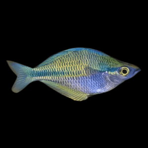 Austrailian Murray River Rainbow Fish Melanotaenia Fluviatilis 5cm