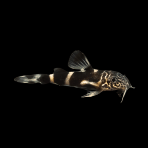 Mustard Squeaker Catfish Synodontis Albolineatus 5cm