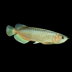 Nami Green Arowana Scleropages Inscriptus 20cm