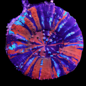 Nano Button Scoly Scolymia Sp