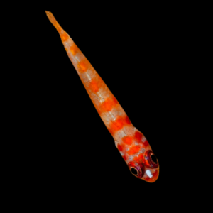 Nano Firecracker Goby Trimma Cana