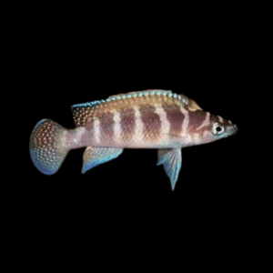 Neolamprologus Cylindricus Tanganyikan African Cichlids 5cm