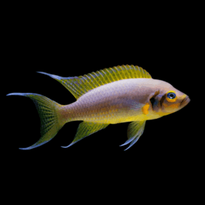 Neolamprologus Pulcher Daffodil Tanganyikan African Cichlids 5cm