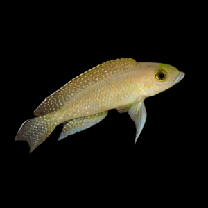 Neolamprologus Ventralis Tanganyikan African Cichlids 3cm