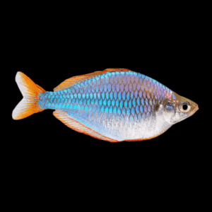 Neon Blue Rainbow Fish Melanotaenia Praecox 5cm