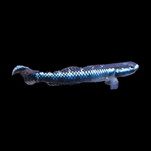 Neon Blue Goby Stiphodon Atropurpureus 3cm