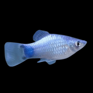 Neon Blue Platy Xiphophorus Maculatus 3cm
