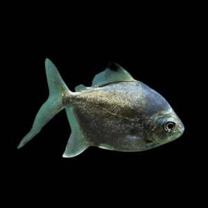 Neon Green Silver Dollar Myleus Ternetzi 5cm