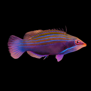Neon Line Wrasse Pseudocheilinus Tetrataenia