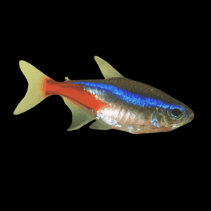 Neon Tetra Paracheirodon Innesi 2cm