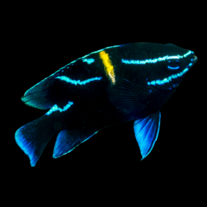 Neon Velvet Damsel Neogylphidodon Oxyodon