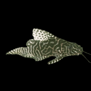 Network Catfish Synodontis Aterrimus 5cm