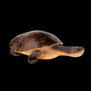 New Guinea Snapping Turtle Elseya Novaeguineae 15cm