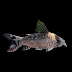 Nijessens Corydoras Nijsseni 3cm Catfish