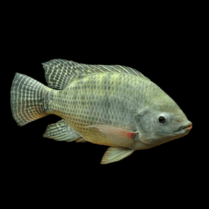 Nile Tilapia Oreochromis Niloticus 5cm