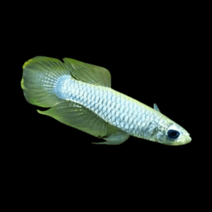Normans Lampeye Killifish Poropanchax Normani 3cm
