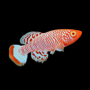 Nothobranchius Rachovii Albino Killifish 3cm
