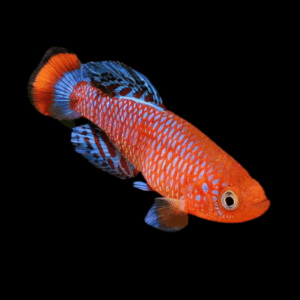 Nothobranchius Rachovii Red Killifish 3cm