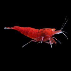 10 x Golden Eye Red King Kong High Grade Shrimp Caridina Sp 2cm