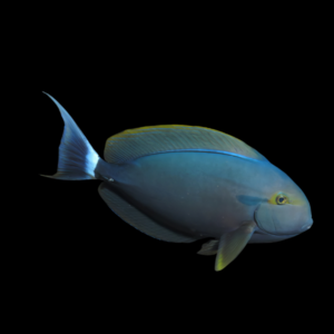 Obsidian Tang Acanthurus Gahhm