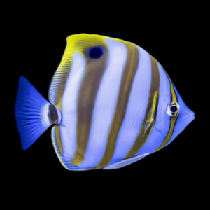 Ocellate Butterfly Fish Parachaetodon Ocellatus