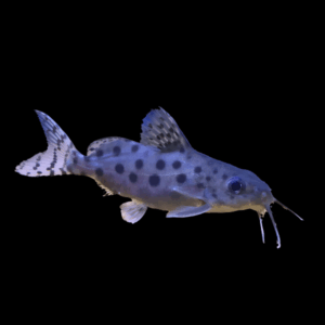 Ocellated Catfish Synodontis Ocellifer 5cm