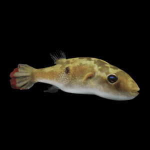 Ocellated Pufferfish Tetraodon Cutcutia 5cm