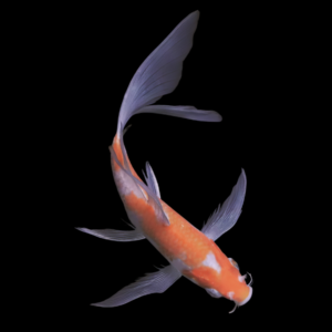 Ochiba Butterfly Grade A Koi Carp Cyprinus Carpio