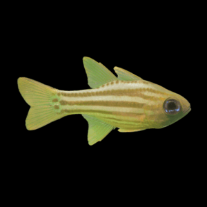 Ochre Stripe Cardinal Ostorhinchus Compressus