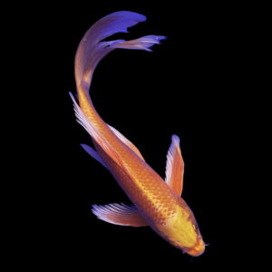 Ogon Butterfly Grade A Koi Carp Cyprinus Carpio